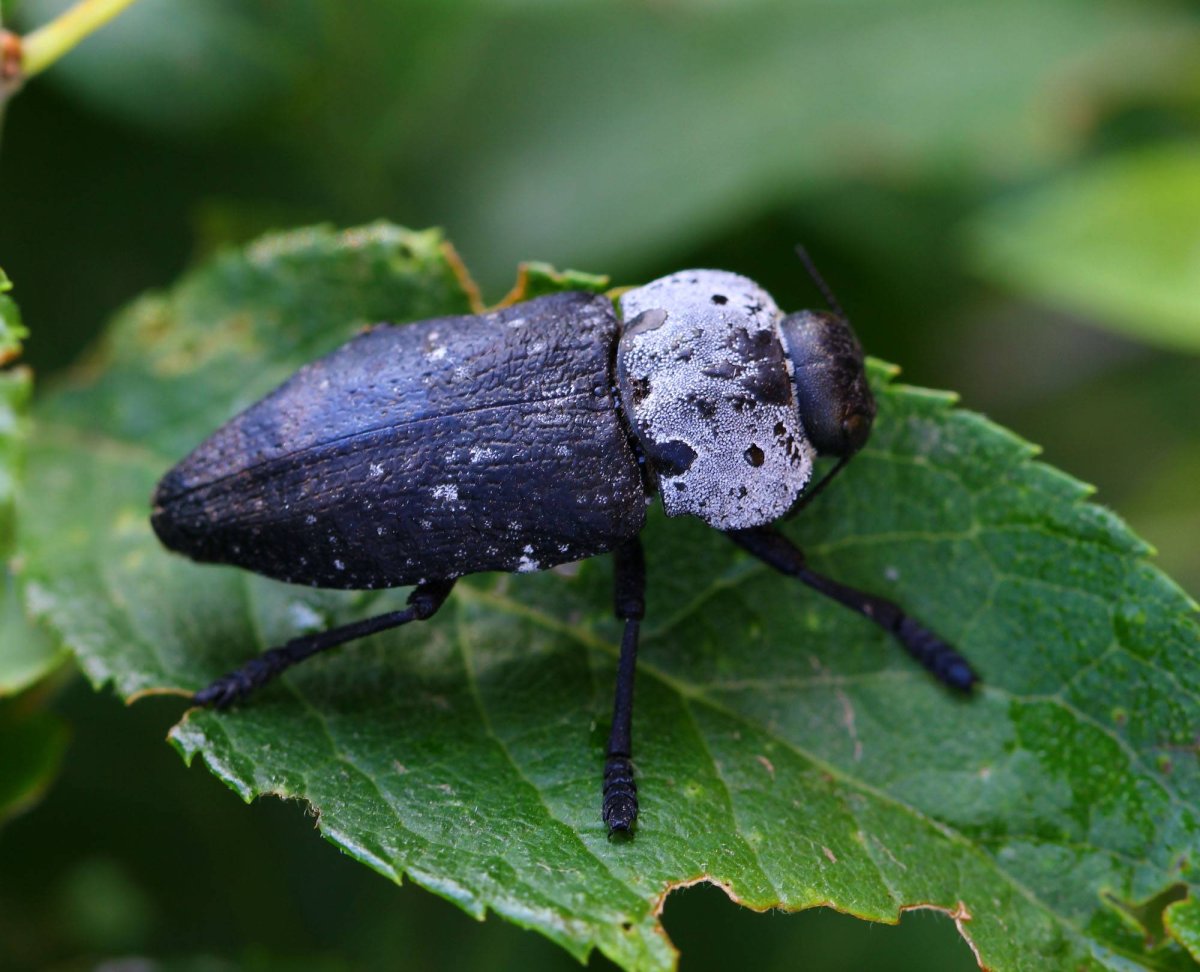 Capnodis tenebrionis - Златка чёрная