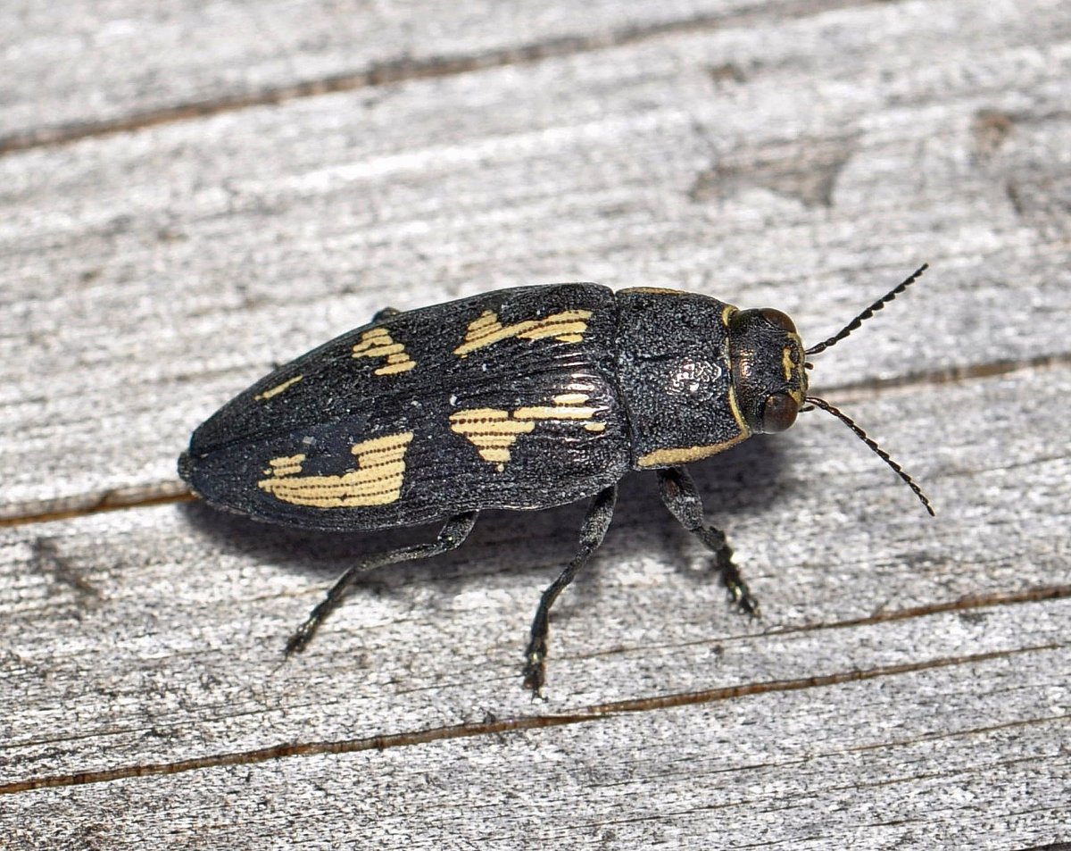 Златка Хвойная пятнистая