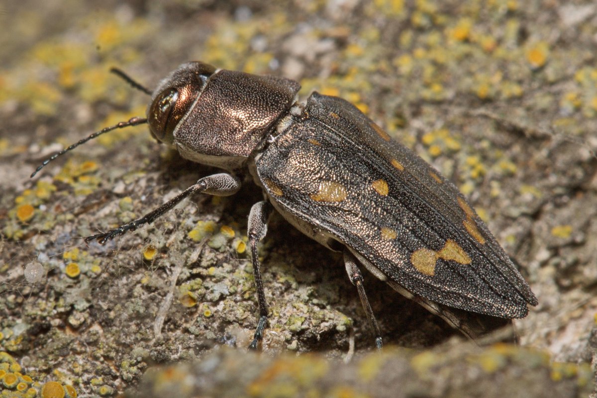 Жук Melanophila acuminate