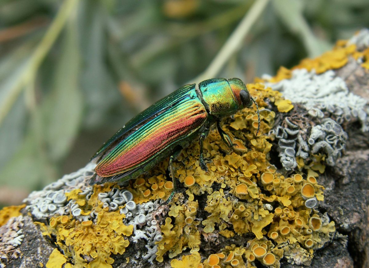 Жук Златка Березовая