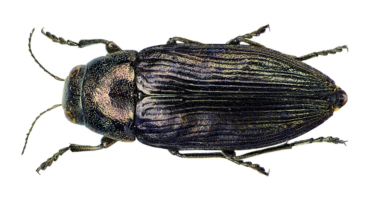 Buprestis haemorrhoidalis