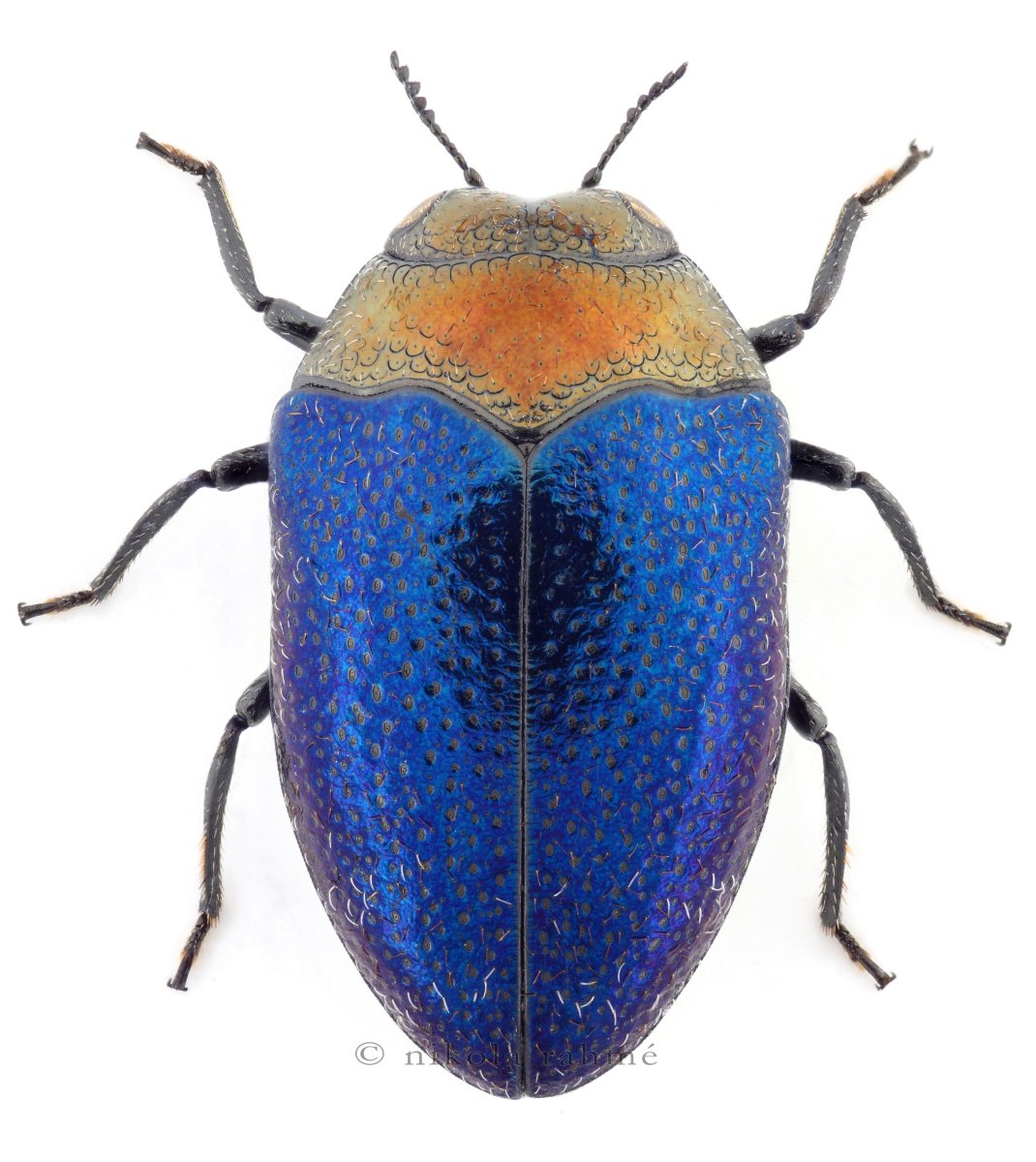 Блестящие Златки