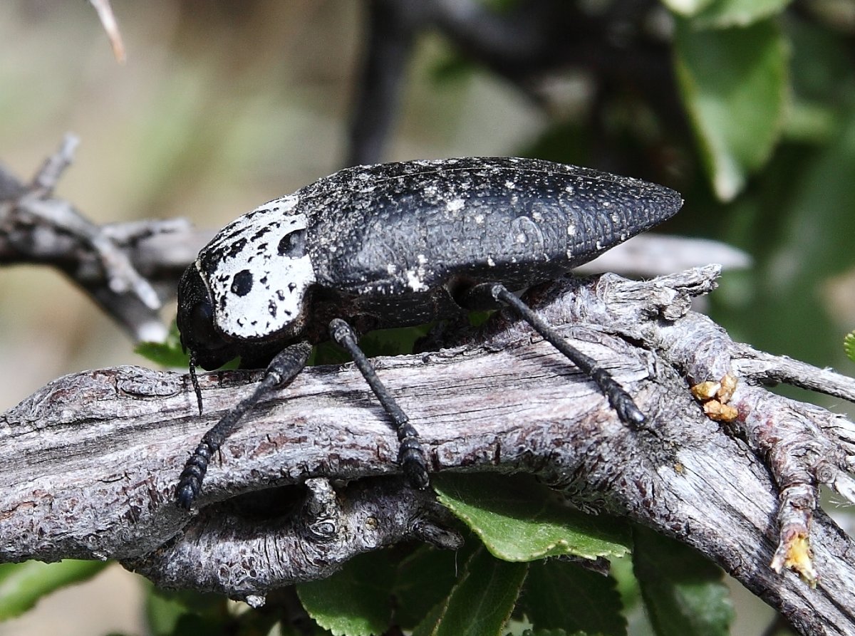 Capnodis tenebrionis