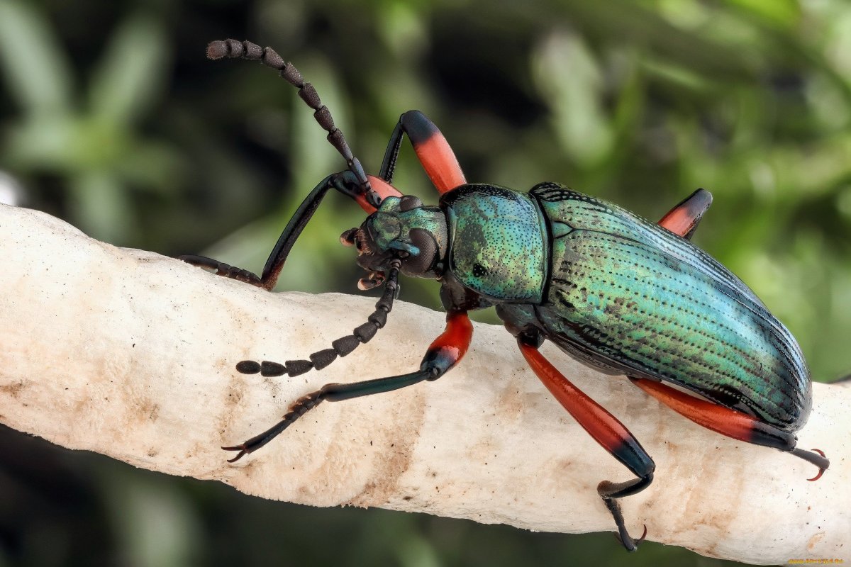 Жужелица красотел