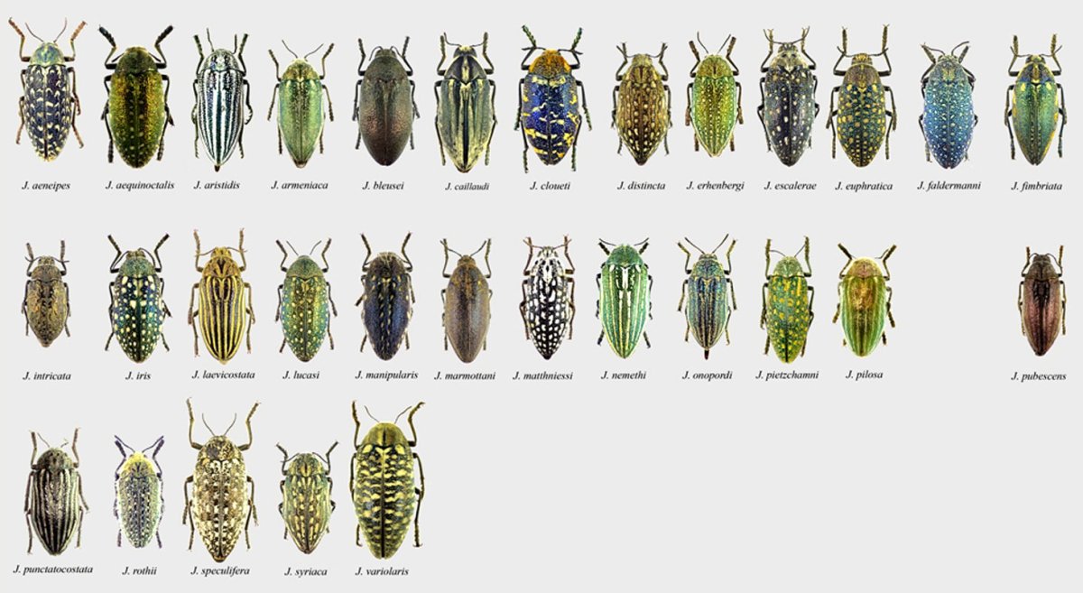 Златка Юлодис Жук