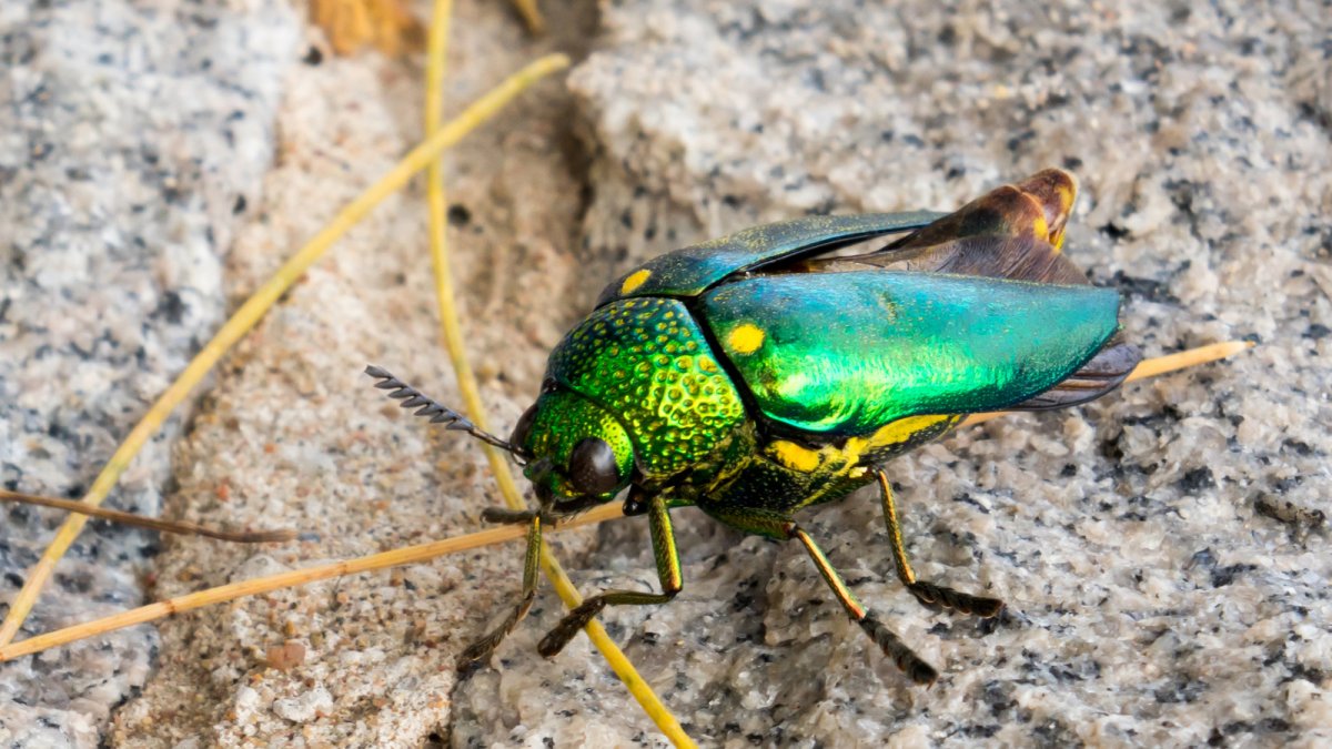 Златка Жук жимолости