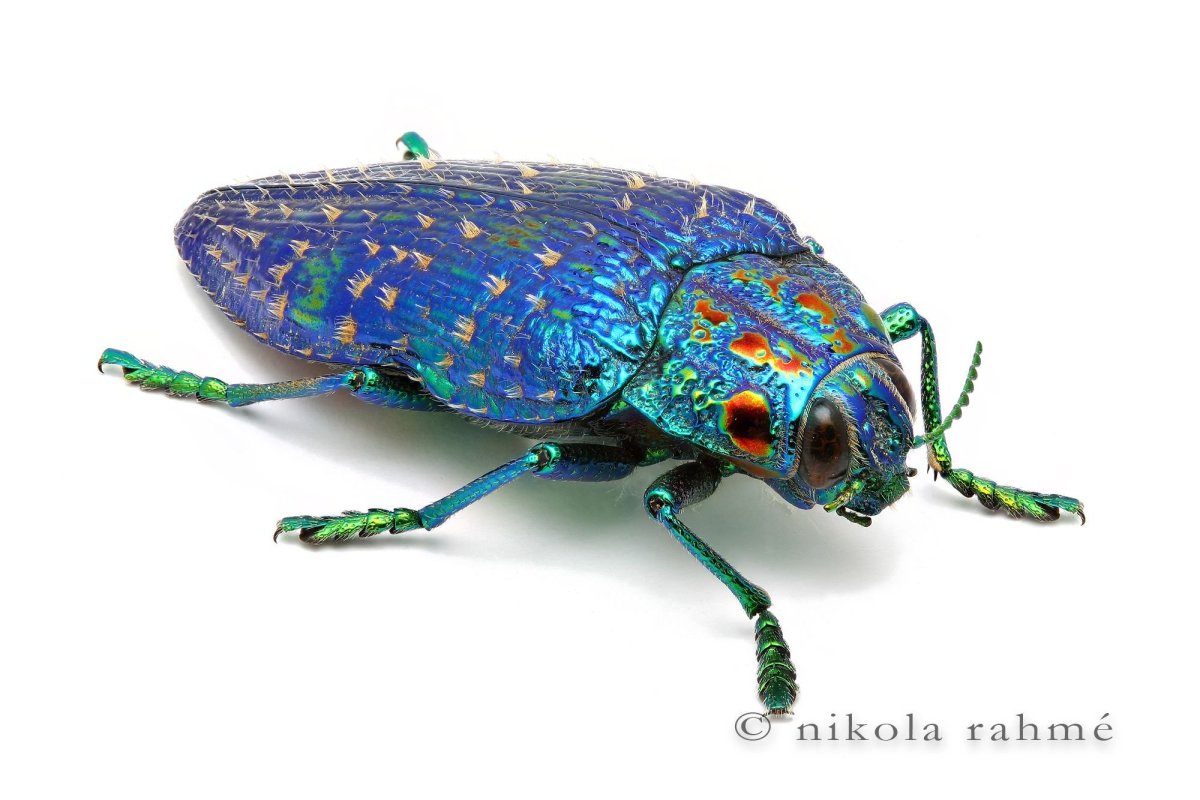 Фиолетовая Златка Жук