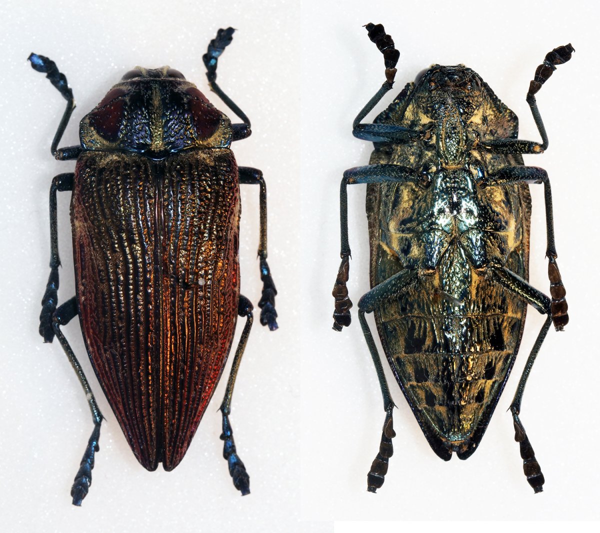 Вид мадагаскарских Жуков