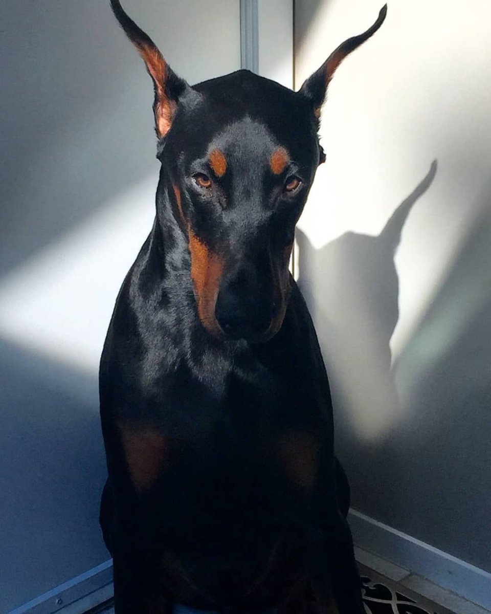 Стаффордширский терьер американский питбультерьер