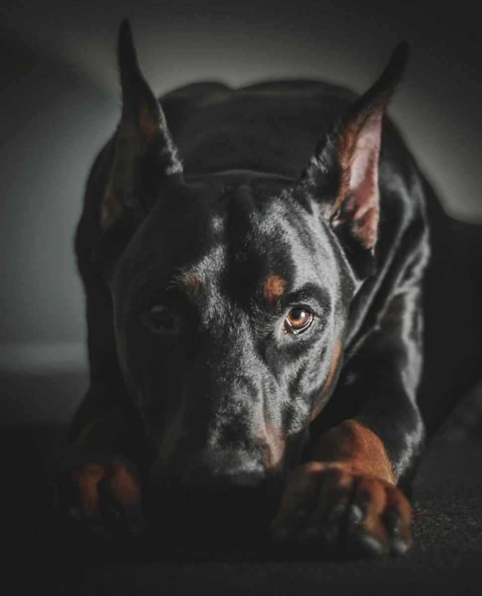 Американский питбультерьер злой