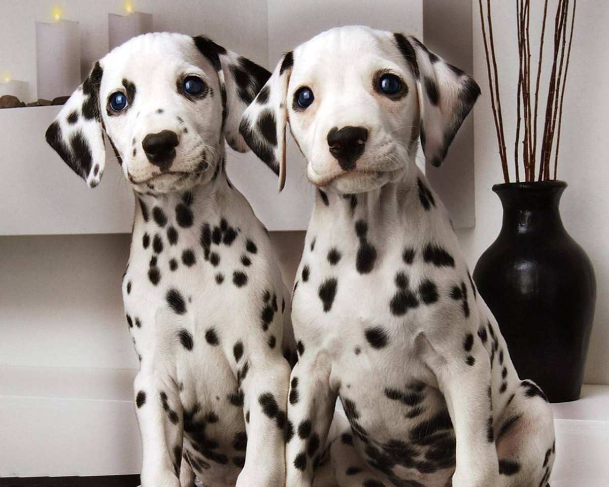 Бассет Барон