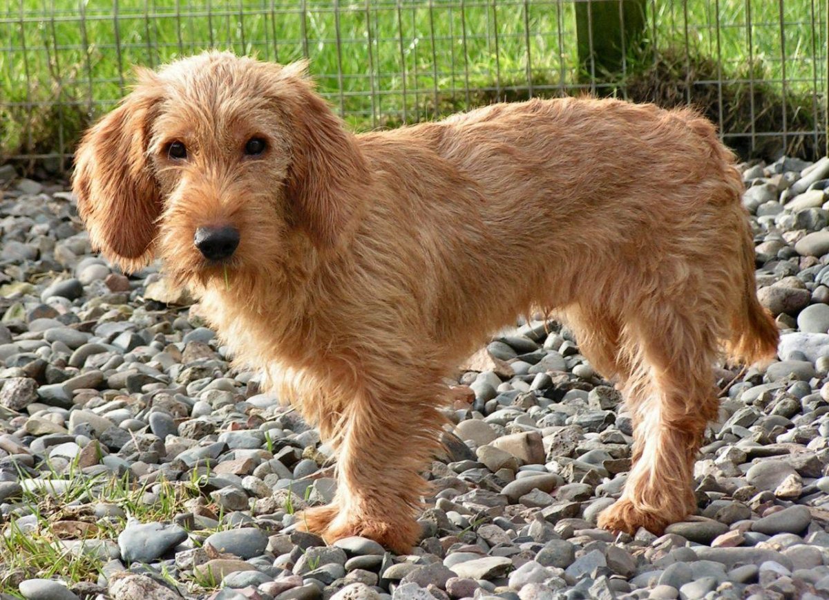 Памятник лейтенанту Коломбо в Будапеште