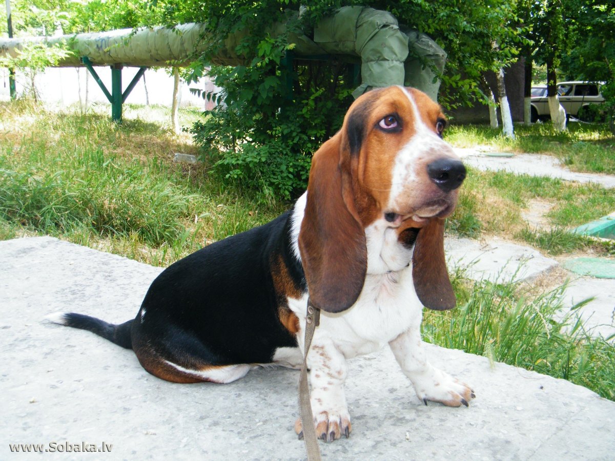 Собака лейтенанта Коломбо