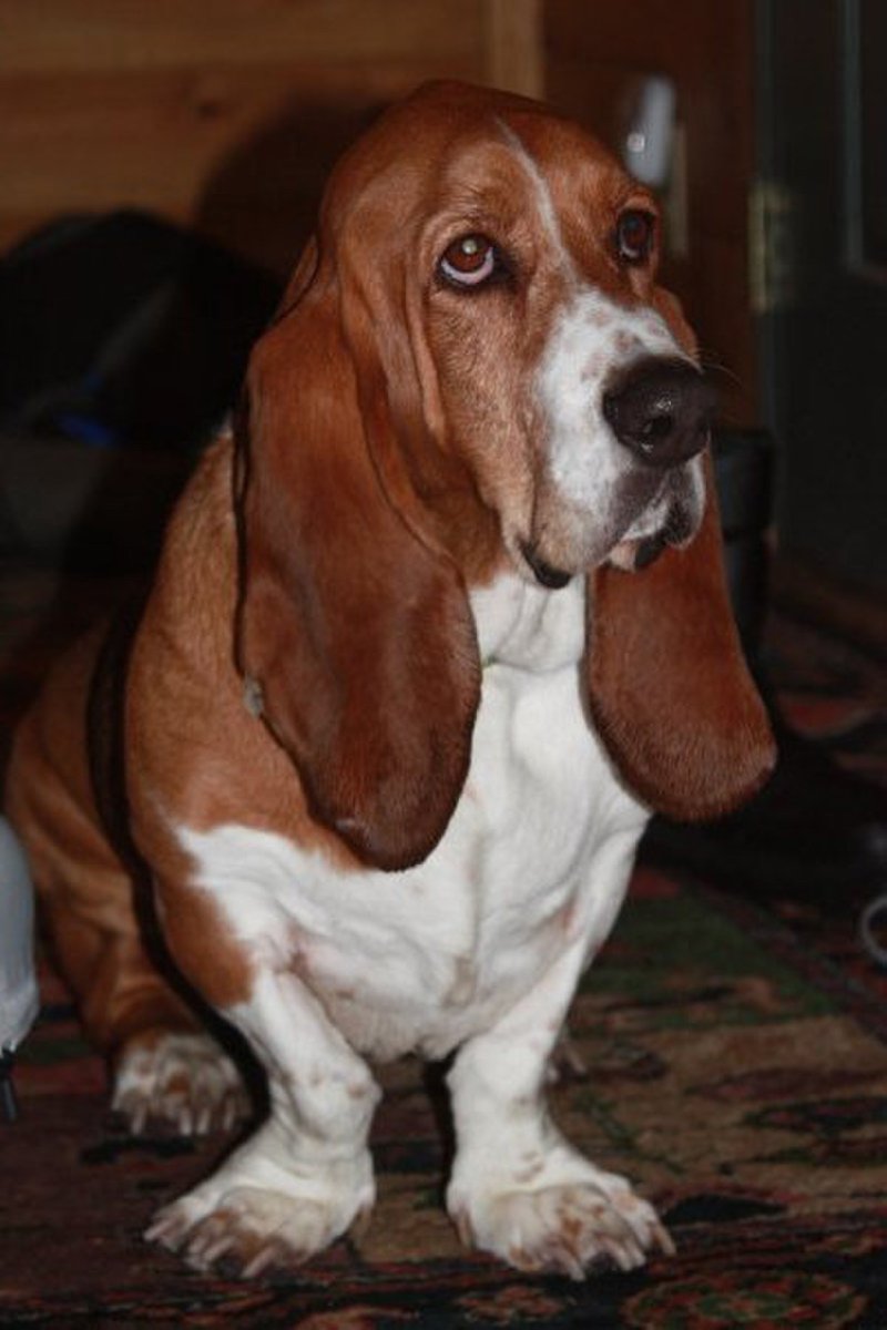 Порода собак Бассет хаунд