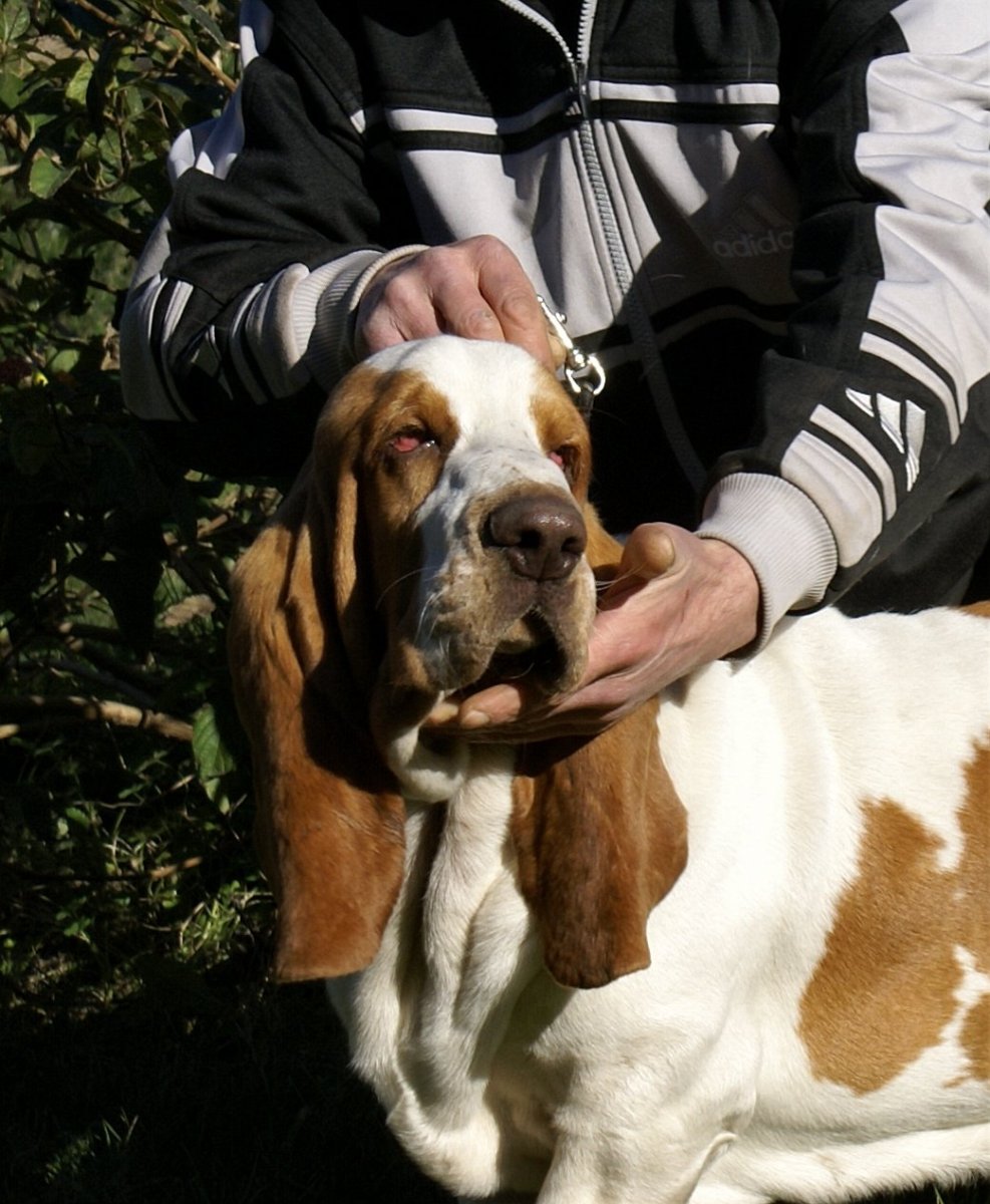 Бассет окрас черный