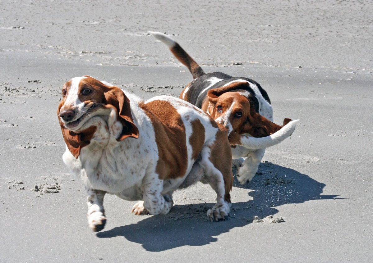 Артезиано-нормандский Бассет порода собаки