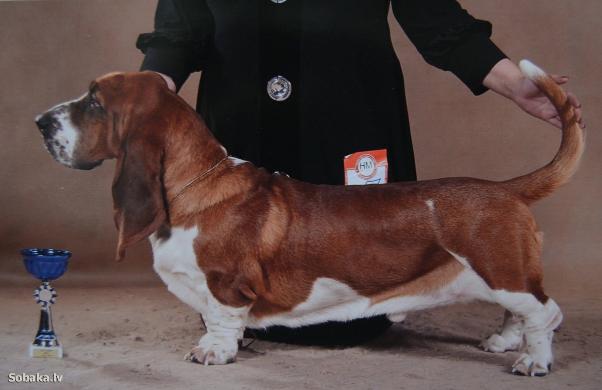 Собака Бассет д Артуа