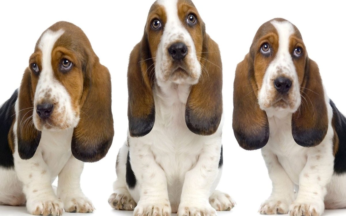 Бассет хаунд