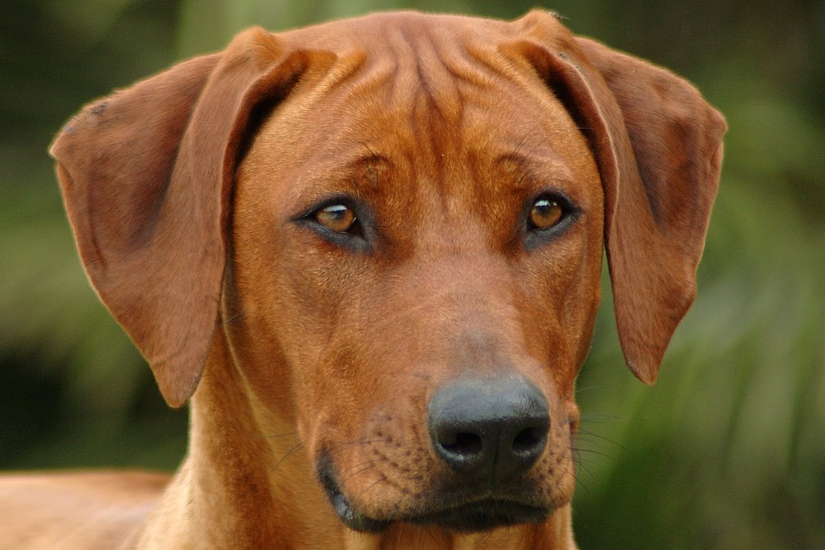 Сериал с Бассет хаундом