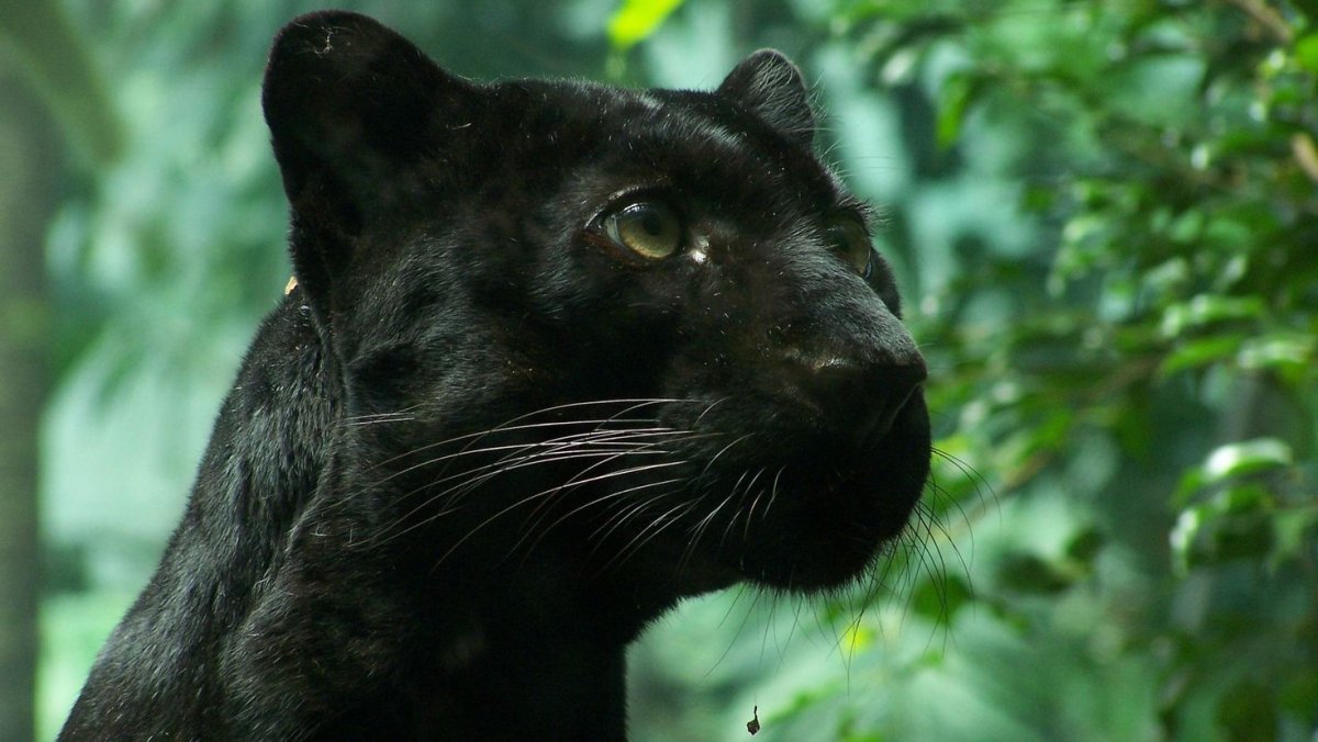 Пантера меланист