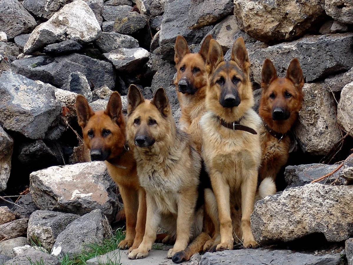 Много собак разных пород