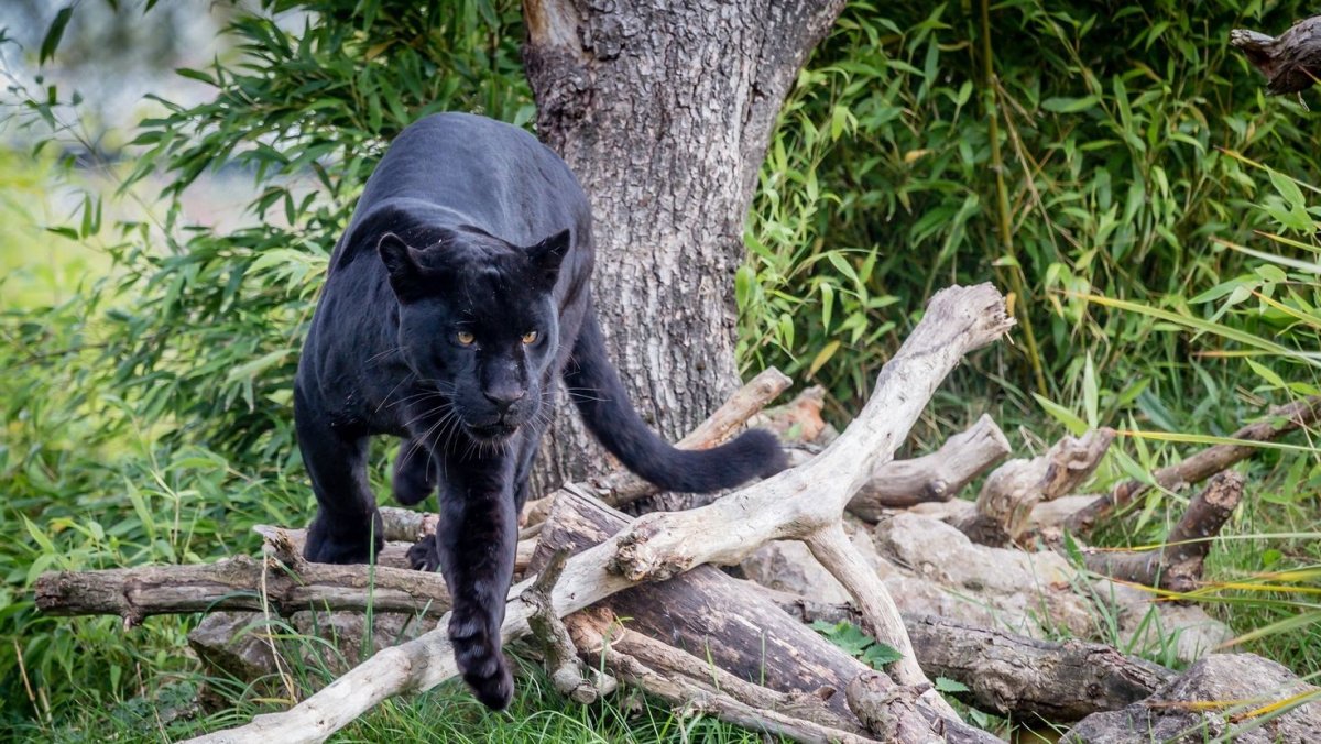 Гуджитсу черная пантера