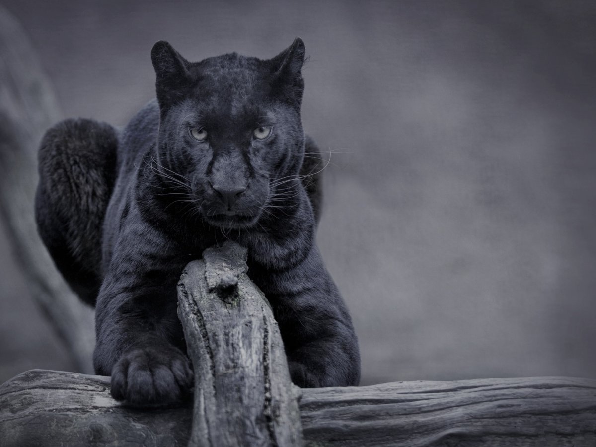 Гималайская пантера