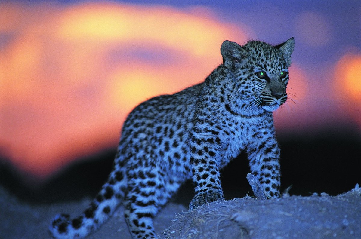 Леопард Барс пантера