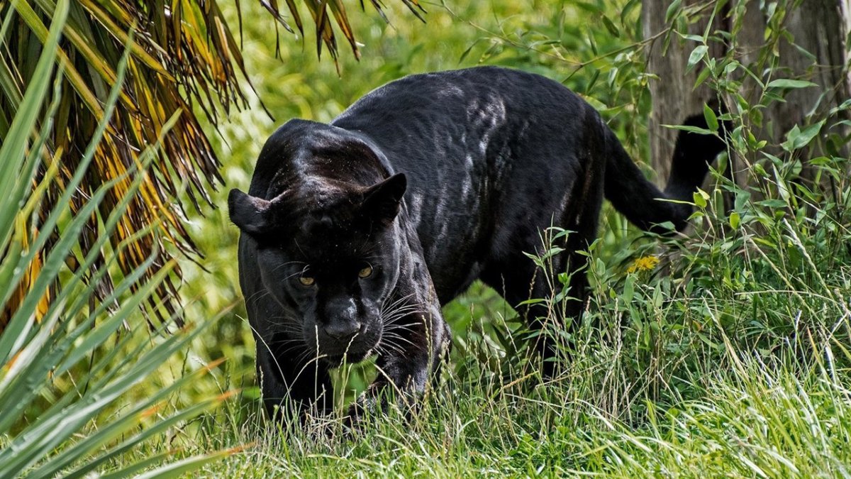 Пантера самка