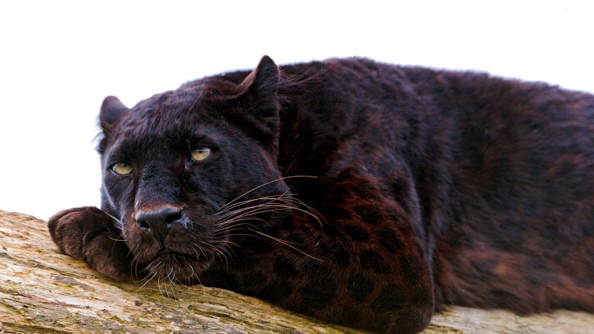 Леопард меланист