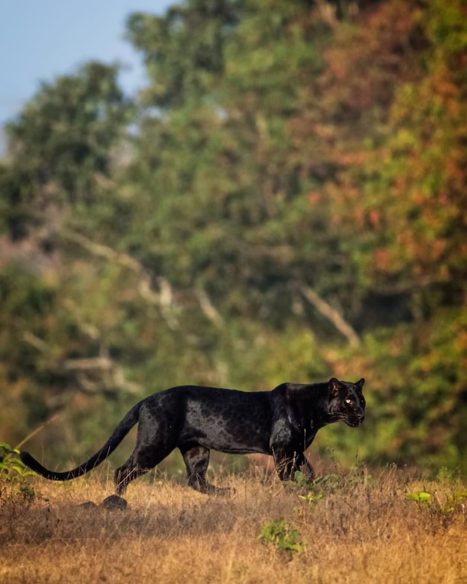 Пантера в Африке