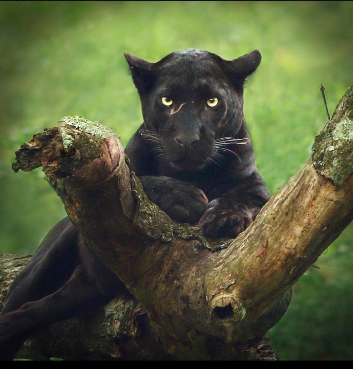 Карликовая пантера