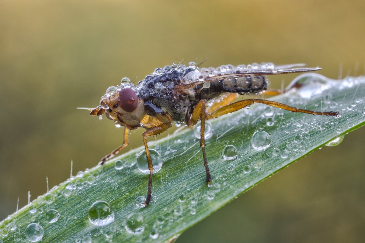 Муха галлица
