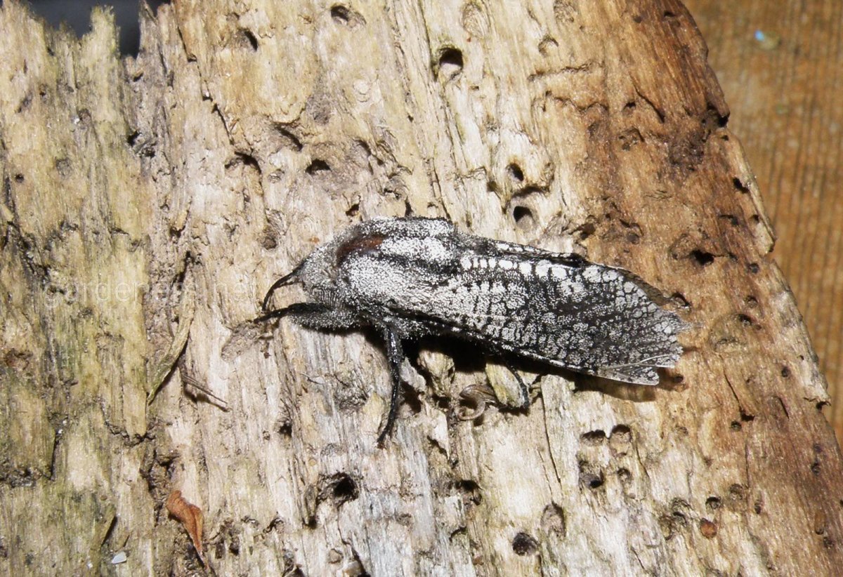 Муха древоточец