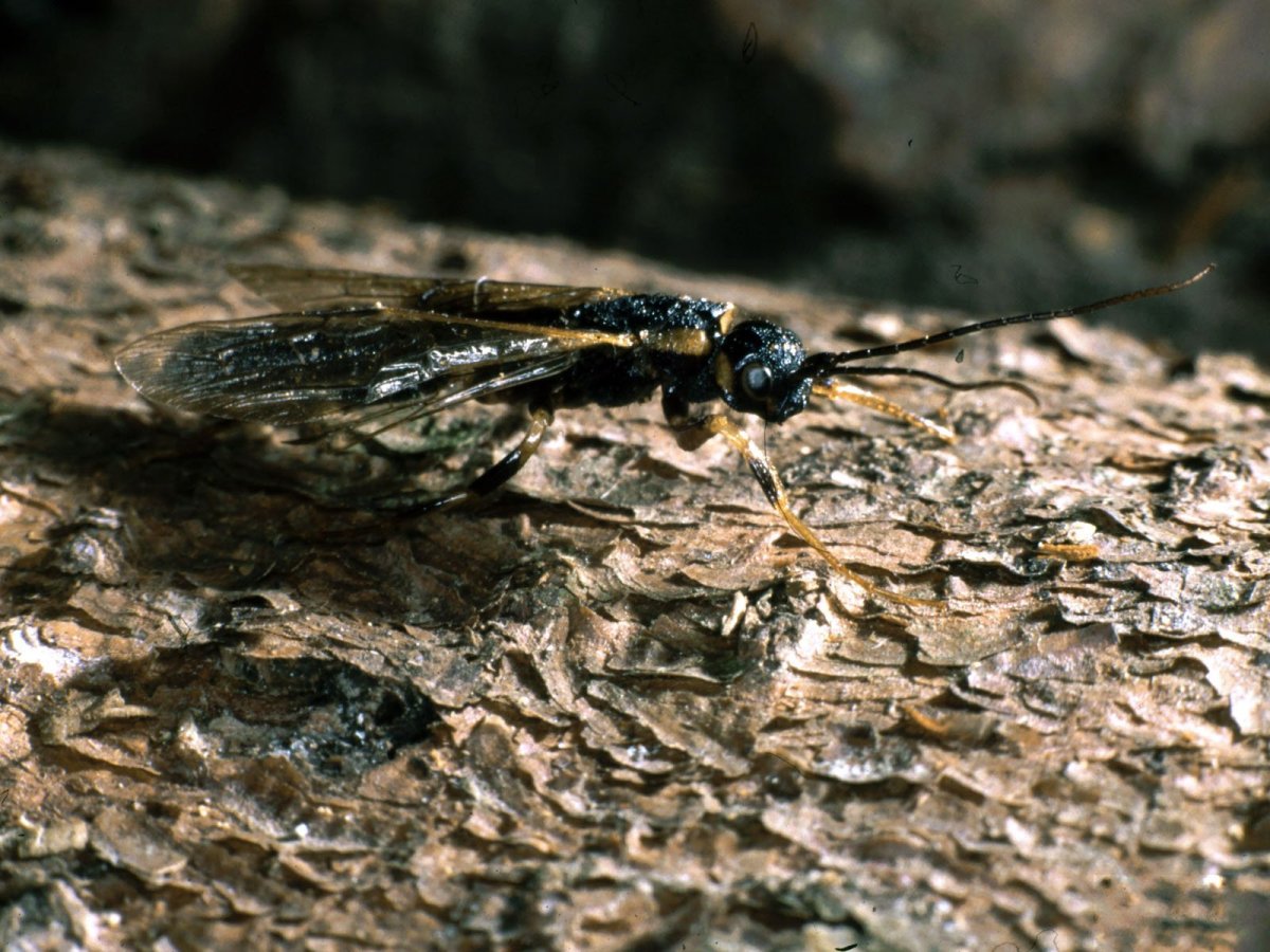 Насекомые поедающие древесину