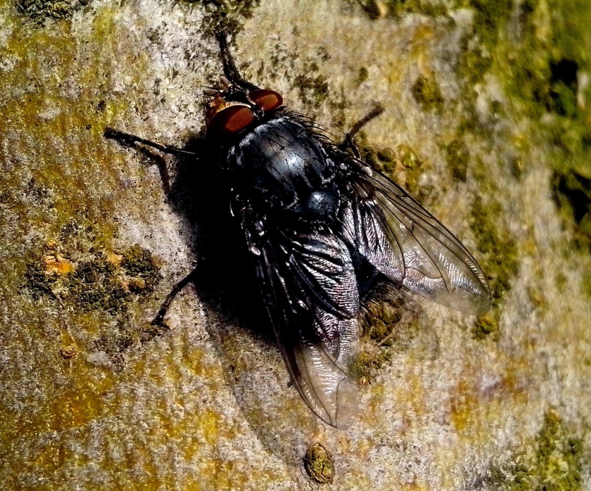 Муха древоточец