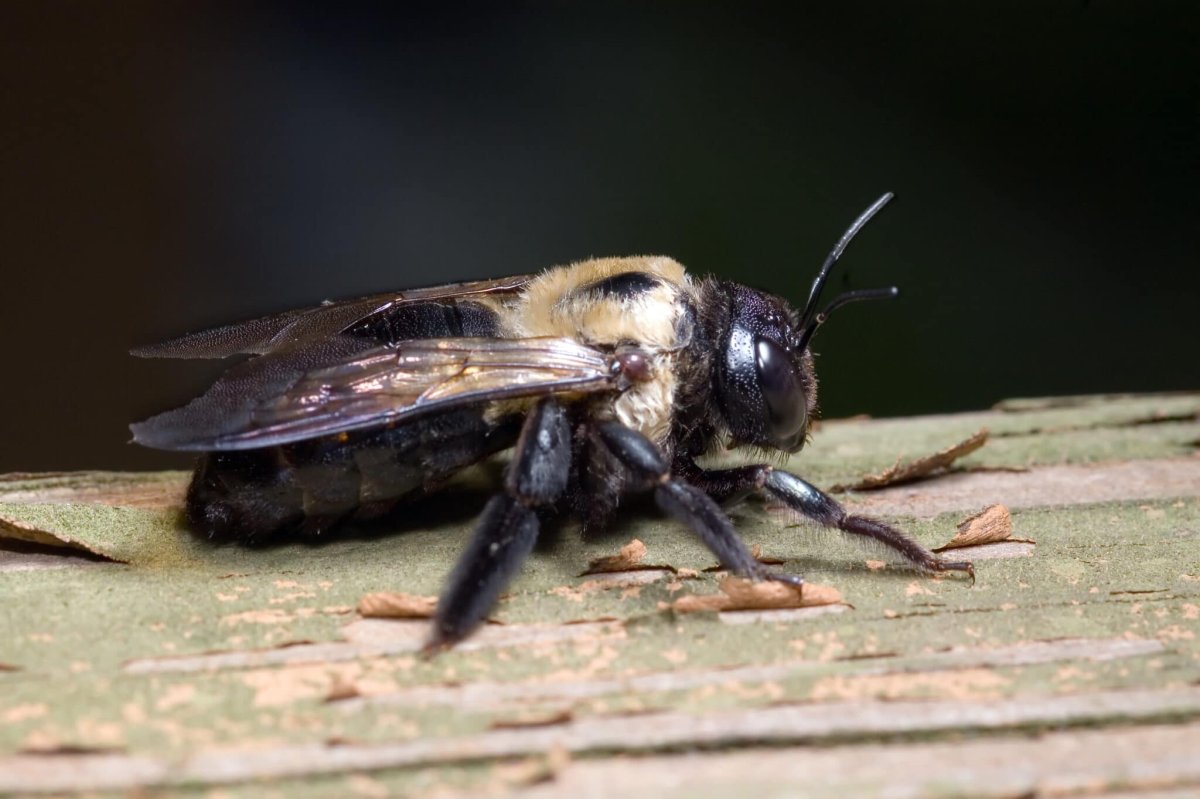 Carpenter Bee