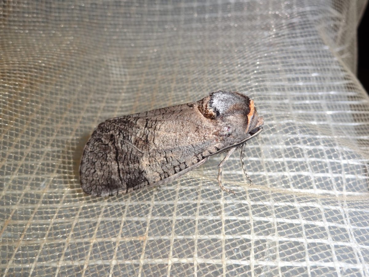 Личинка жука короеда