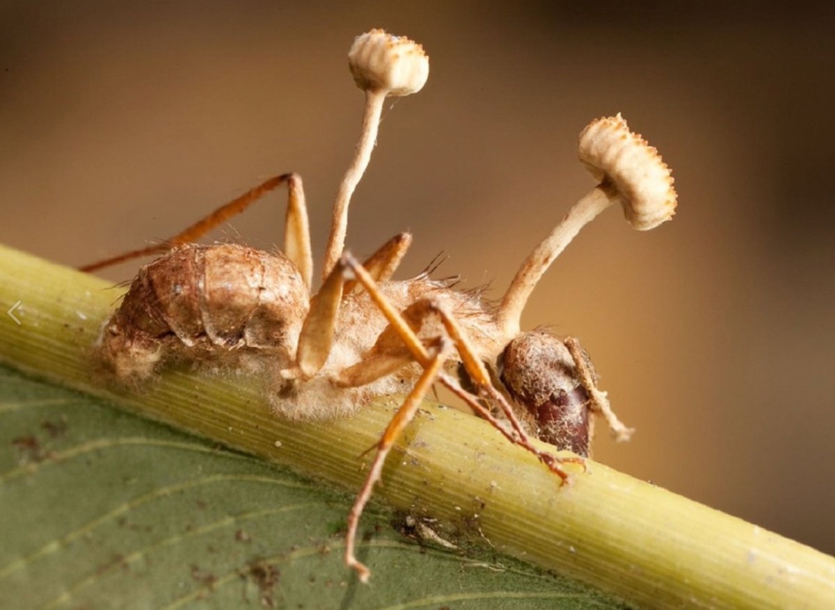 Мухи дохнут