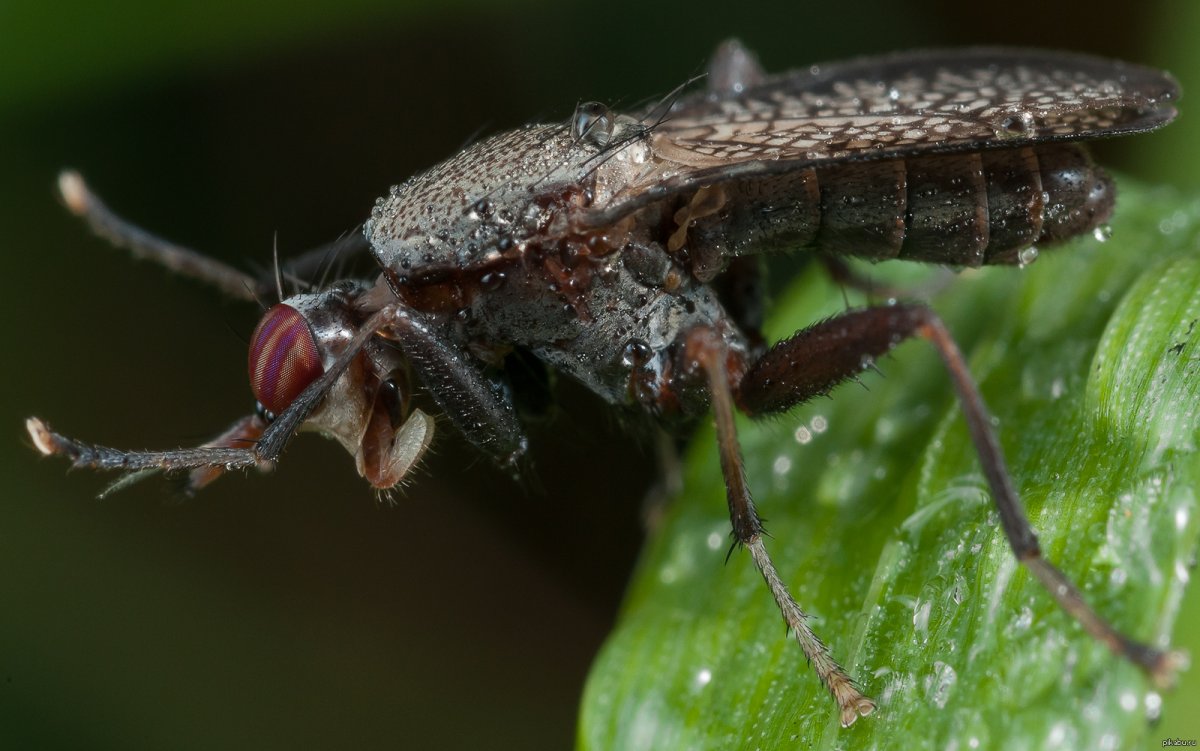 Насекомые Абхазии