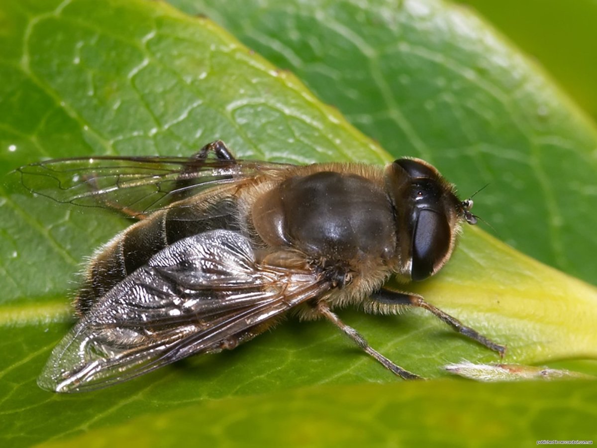 Мухи спариваются