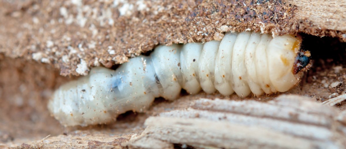 Gastrophilus haemorrhoidalis