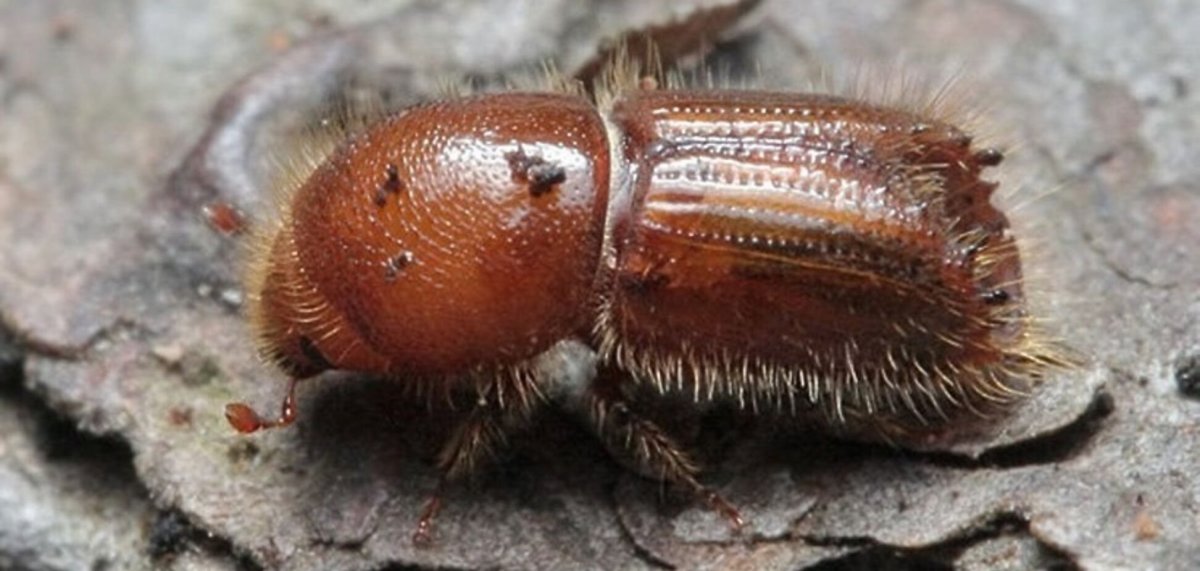 Жук короед личинка гусеница