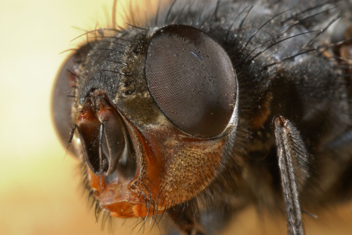 Жук рогохвост