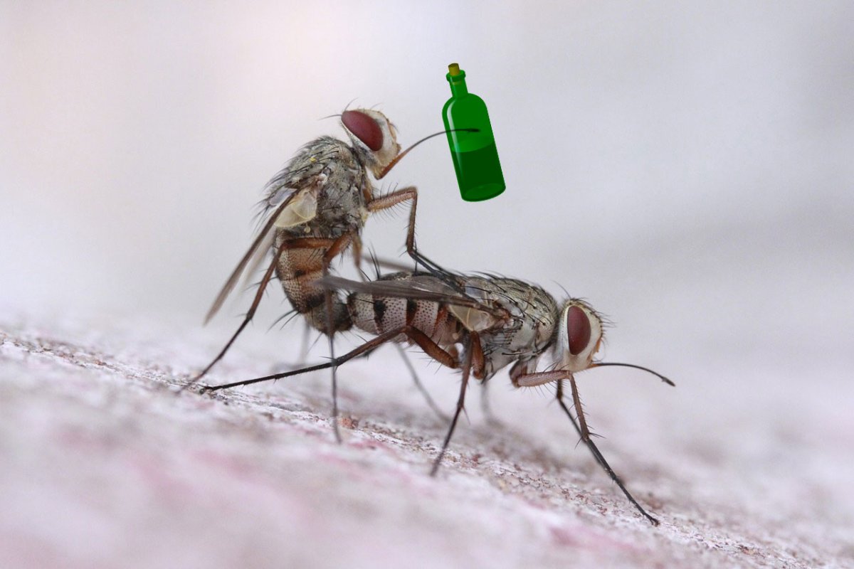 Личинка жука короеда