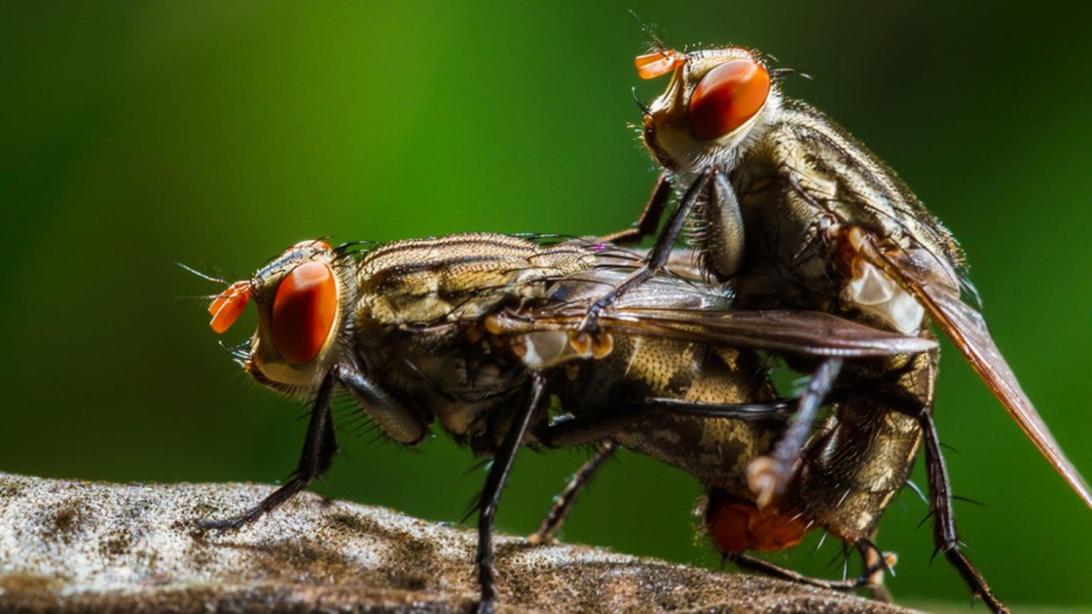 Древоточец пахучий