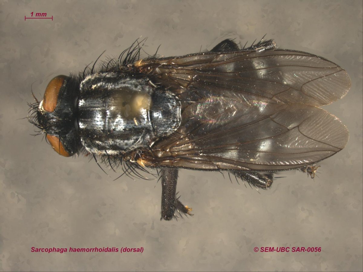 Червеобразная личинка мухи