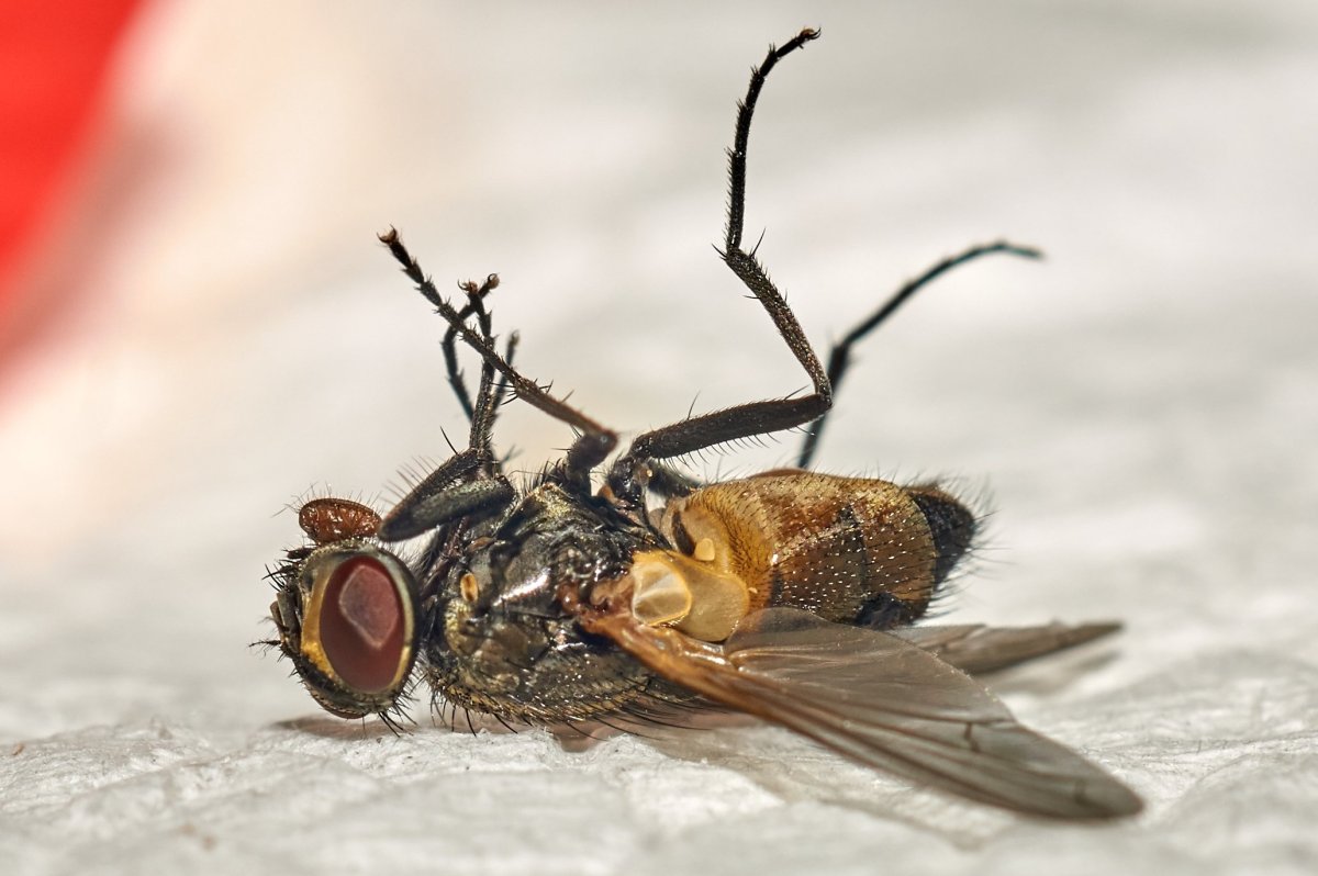 Paracossulus Thrips (Hubner, 1818)