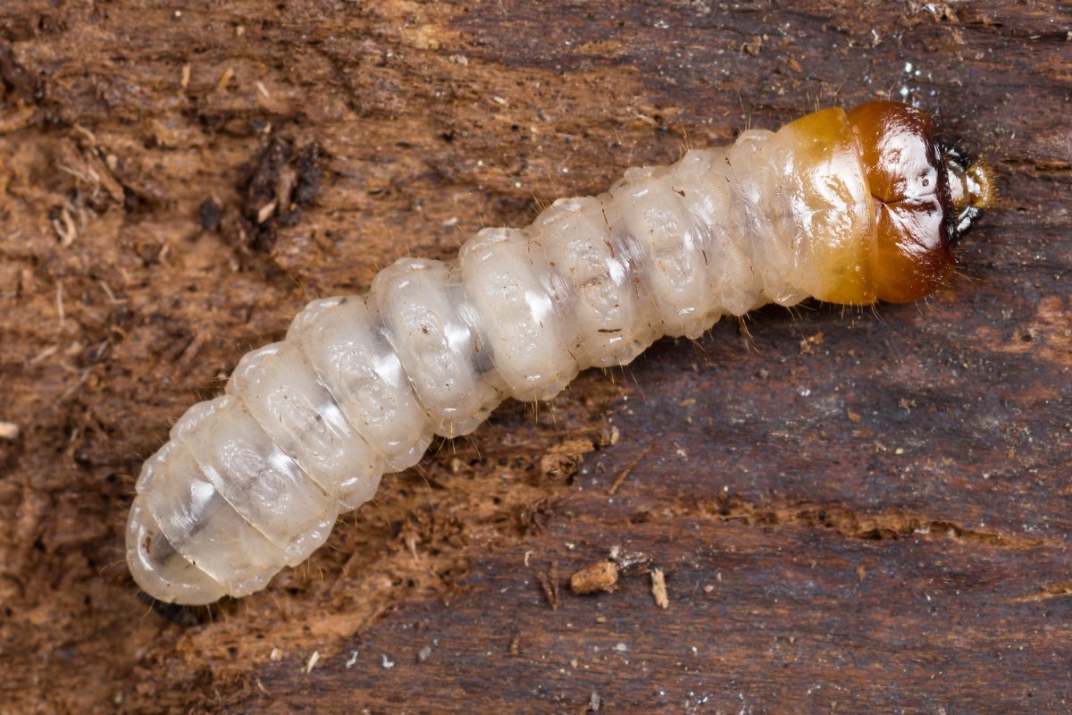 Красногрудый муравей-древоточец