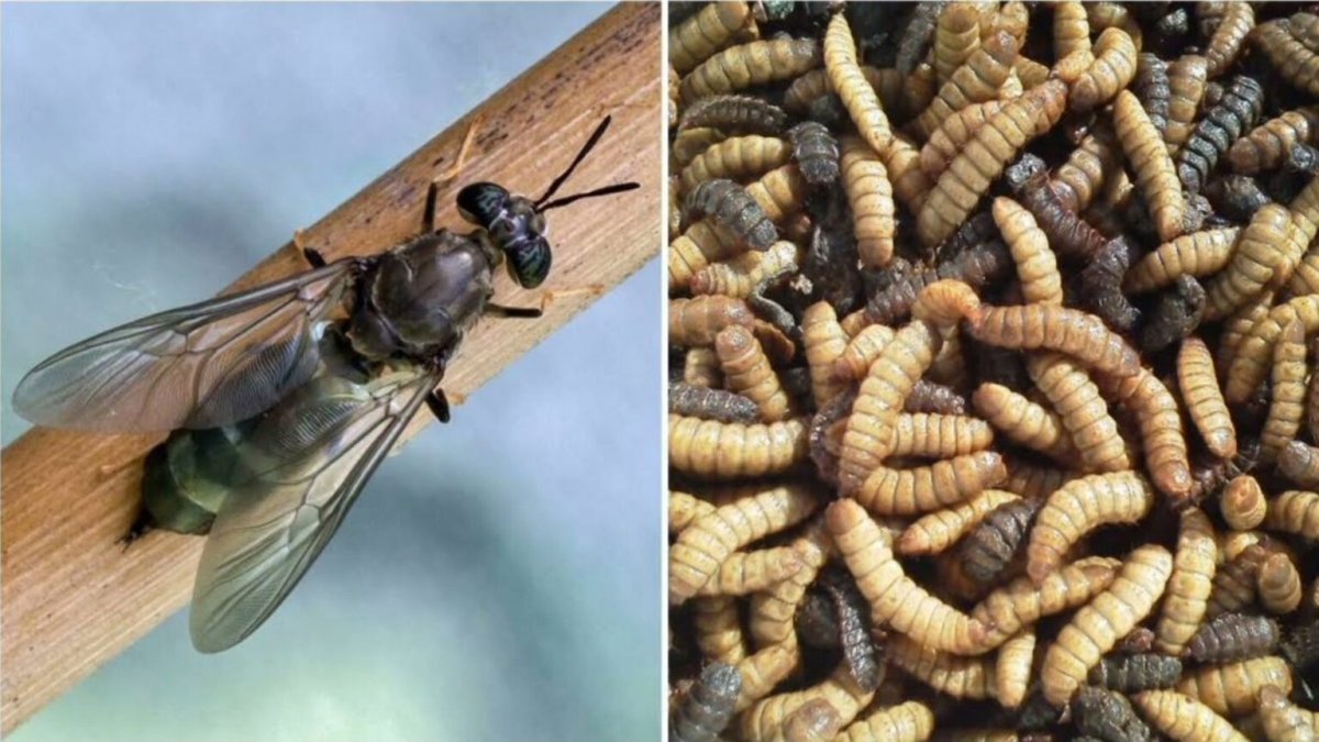 Ясеневая Изумрудная Златка личинка